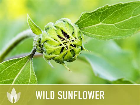 Wild Sunflower Seeds Heirloom Seeds, Native Wildflower, Helianthus Annuus, Open Pollinated, Non ...