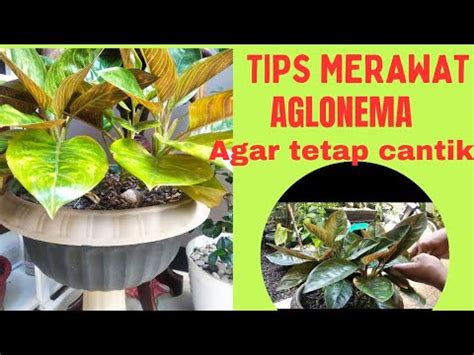 Merawat Aglonema Agar Tetap Terlihat Cantik Tanamanhias Aglonema