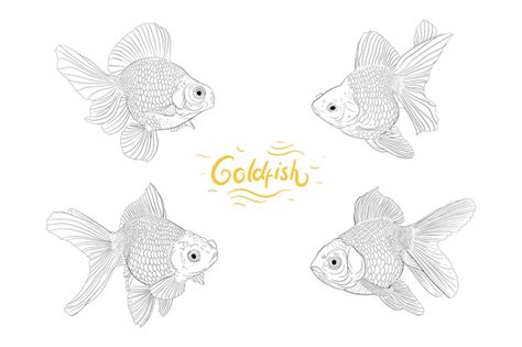 Premium Vector Set Of Goldfish Hand Drawing Illustration