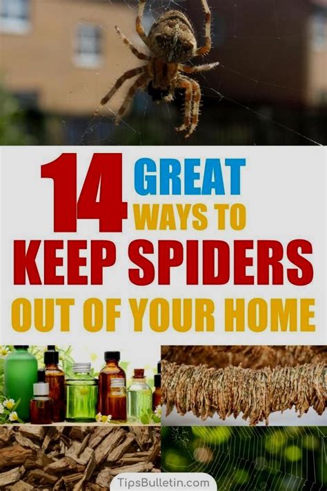 Pin By Gareyxctdn On Clean Spiders Repellent Diy Get Rid Of Spiders Spiders Repellent