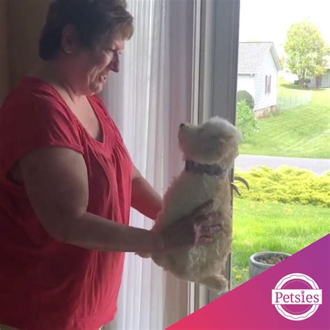 Petsies Tandt Creative Media