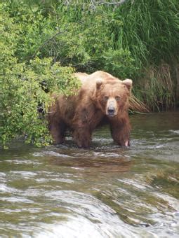 Alaska Wildlife Viewing | Travel Alaska