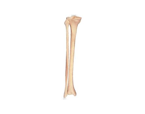 tibula and fibula Quiz
