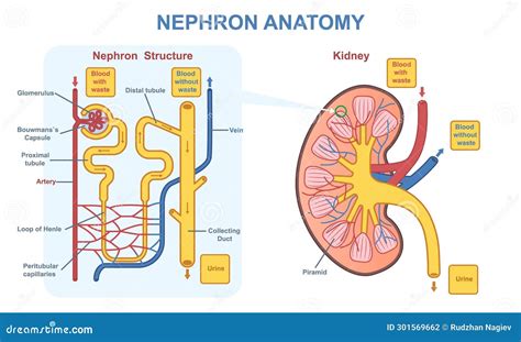 Kidney Nephron Anatomy Vector Concept Stock Vector Illustration Of