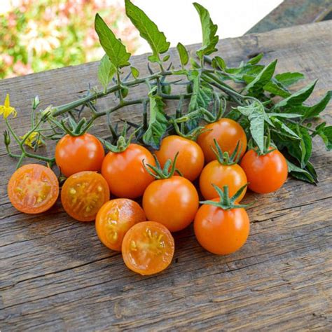 Sungold Tomato F1 Hybrid 60 Days Pinetree Garden Seeds