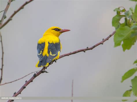 Indian Golden Oriole Oriolus Kundoo Indian Golden Oriole Flickr