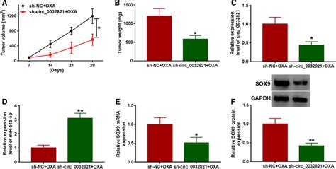 Circ Knockdown Inhibited Tumor Growth And Enhanced Oxa