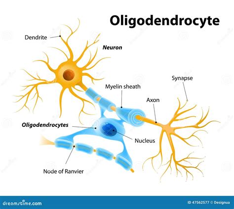 Oligodendrocytes Or Oligodendroglia Stock Vector Illustration Of