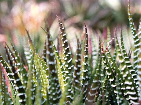 Succulent Zebra Plant Haworthia Aloe Vera Pearl Plant Zebra Cactus