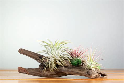 Stunning Driftwood Air Plant Display