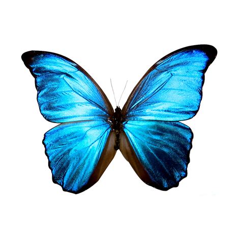 Butterflies Png Butterflies Transparent Background Freeiconspng Images