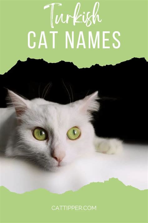 130 Turkish Cat Names From Aslan To Zeki Cute Cat Names Funny Cat