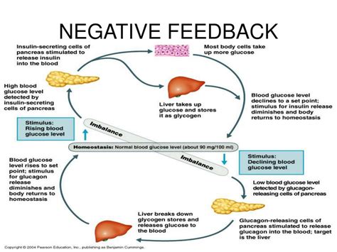 Ppt The Human Body An Orientation Powerpoint Presentation Free