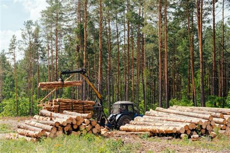 Harvester Working In A Forest Harvest Of Timber Firewood As A