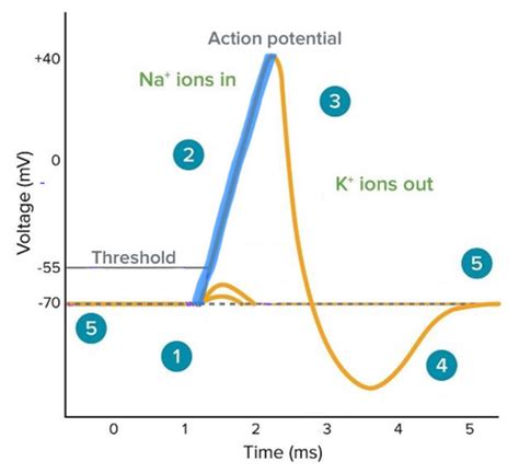 Action Potential Flashcards Quizlet