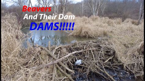 Huge Beaver Dam Removal Youtube