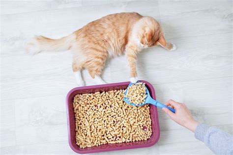 Cat Litter Tofu Pros Cons And Everything You Need To Know The Cat Litter Expert