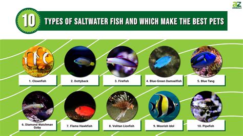 10 Types of Saltwater Fish and Which Make the Best Pets - A-Z Animals