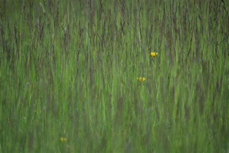 green grass background 11930663 Stock Photo at Vecteezy