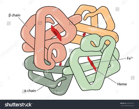 Structure Of The Haemoglobin Hemoglobin Molecule Showing Alpha And