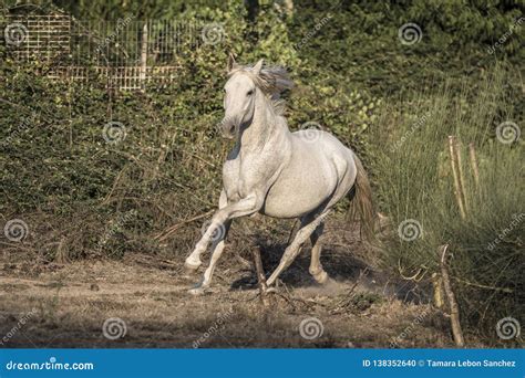 White Horse Galloping Between Shrubbery Stock Photo Image Of