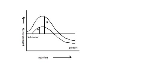 Enzyme Activation Energy Graph