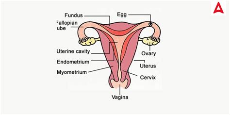 Female Reproductive System Diagram Parts And Functions For Class 10 And12