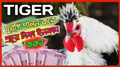 Tiger Murgi টাইগার মুরগি পালন পদ্ধতি Kuroiler Chicken Farming