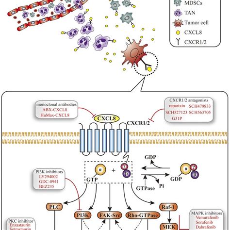 The Diagram Summarizes The Major Signaling Pathways Of Cxcl In Cancers