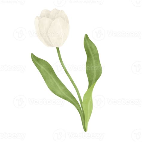 White Tulip Watercolor Illustration Png