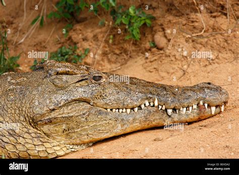 Nile Crocodile Basking On The Banks Of The River Nile Near Murchison