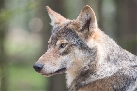 Varg I Sk Nes Djurpark