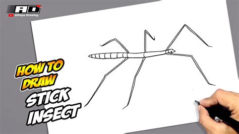 How To Draw Stick Insect Youtube