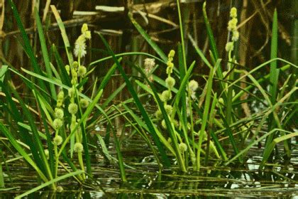 Wildflower Bur Reed Unbranched Irish Wild Flora Wildflowers Of Ireland