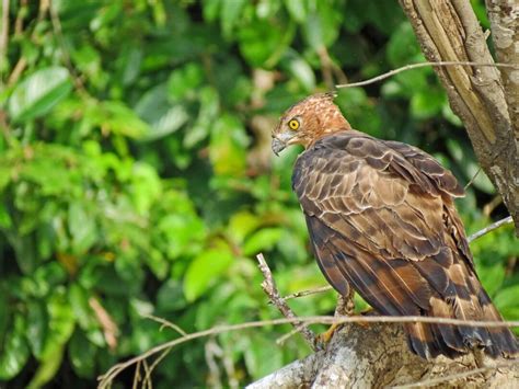 Kinabatangan River Cruise: A Must-do in Borneo (2024 guide)