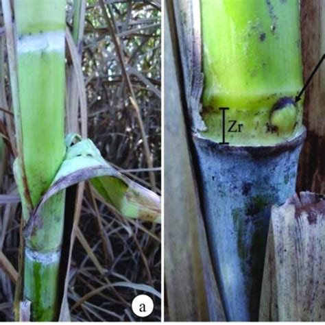 Morfologia do colmo da cana de açúcar A Colmo da planta B Detalhe