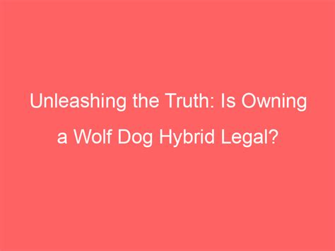 Unleashing the Truth: Is Owning a Wolf Dog Hybrid Legal? - Wolf Dog Love