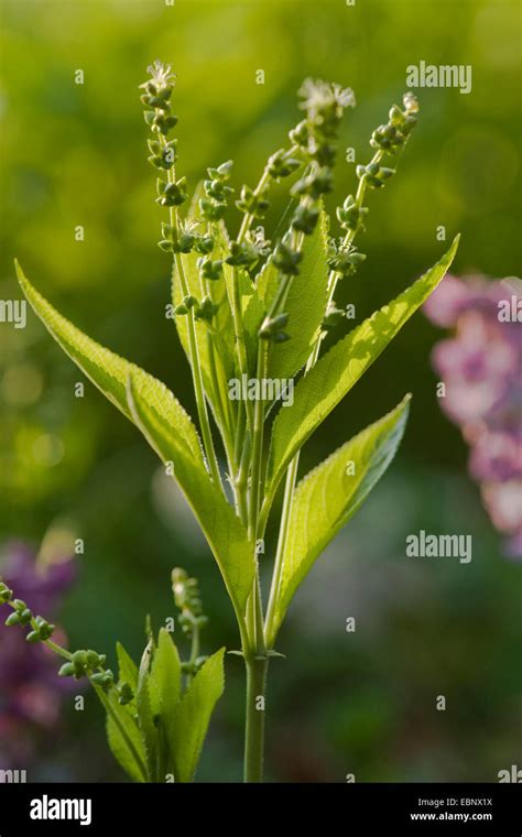 Dogs Mercury Mercurialis Perennis Male Plant Germany Stock Photo