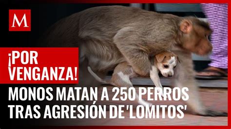 Por venganza En la India monos matan a 250 perros tras agresión de