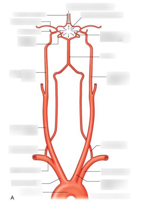 Cerebral Arteries Diagram Quizlet