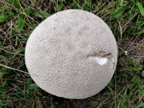 Pestle Puffball