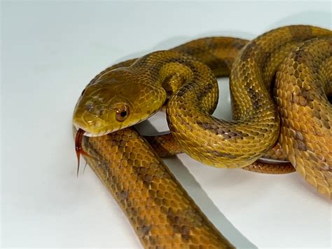 Yellow Ratsnake Eastern Rat Snake By Glades Reptiles Morphmarket