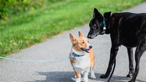 Razas De Perro ¿cuántas Razas De Perros Hay En El Mundo Esta Es La