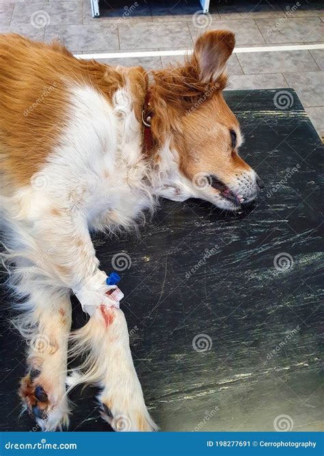 Old Sick Dog Being Put To Sleep By Veterinarian In The Deceased