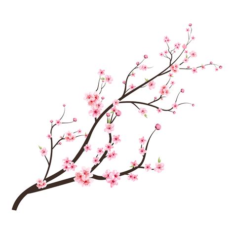 Japanese Cherry Blossom PNG Cherry Blossom Branch With Sakura Flower