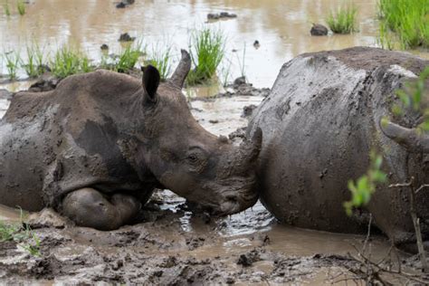 60 Rhino Mud Bath Stock Photos Pictures And Royalty Free Images Istock