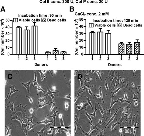 The Chondrogenic Intact Pellets Were Digested With Collagenase Ii Col