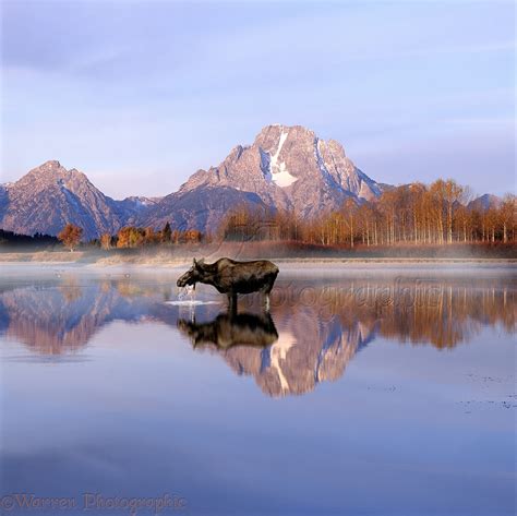 Moose at Grand Teton photo WP00484