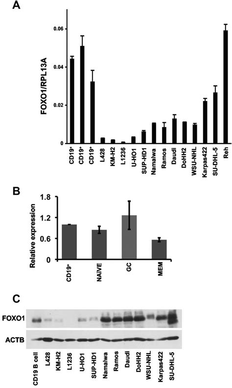 Foxo1 Expression In B Cell Subsets And In Bcl Cell Lines A Download Scientific Diagram