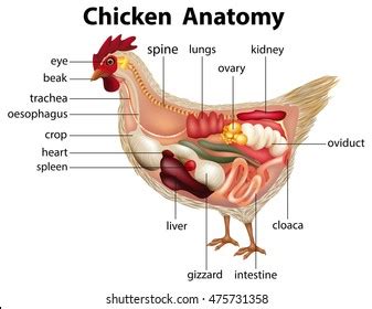 1,218 Chicken Internal Organs Images, Stock Photos & Vectors | Shutterstock